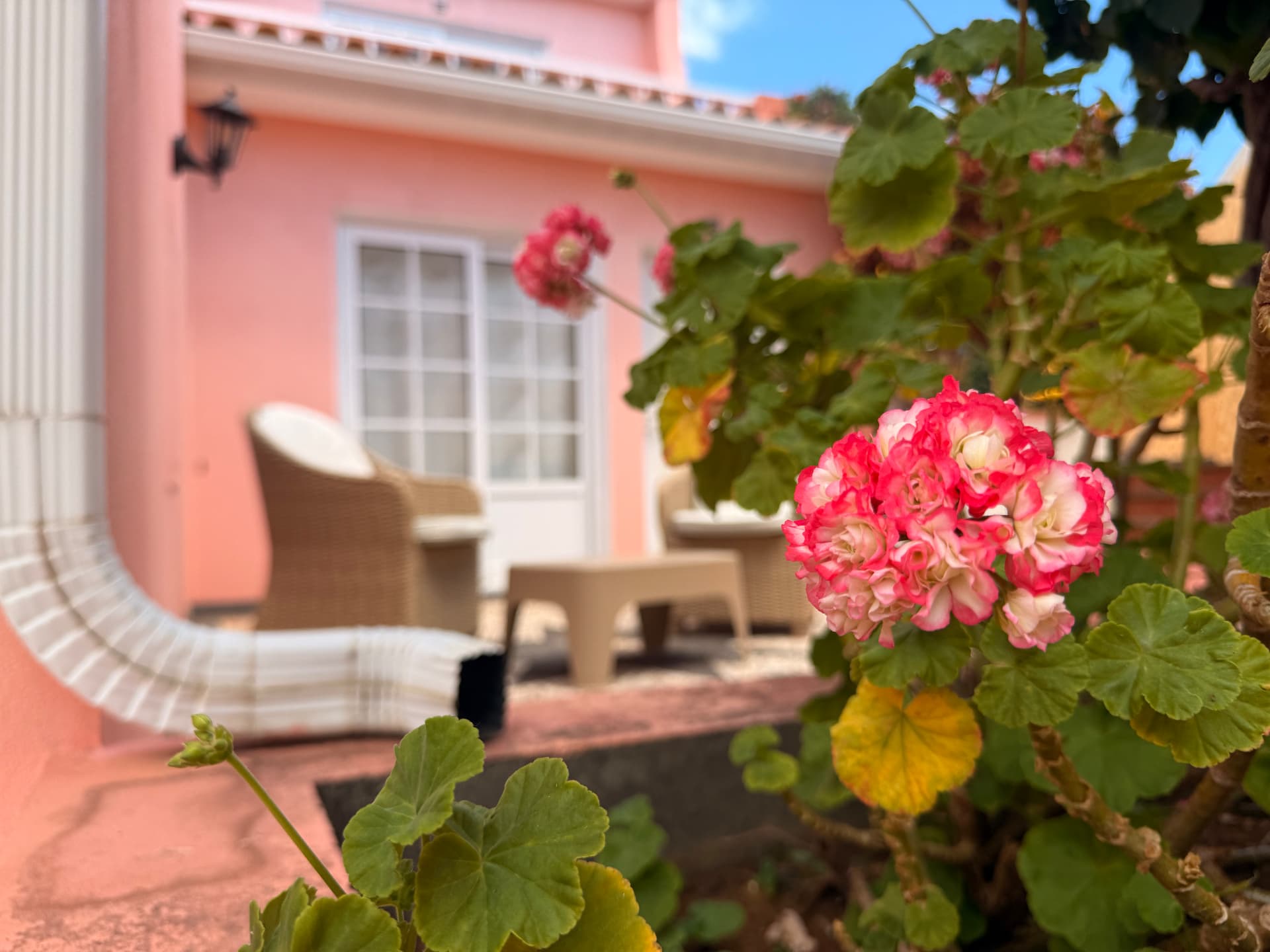 Close-up of pink and white geraniums with the villa terrace softly blurred behind